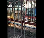 Собаки захватили детский сад в Астрахани: видео