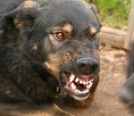 Под Астраханью собака покусала 5-летнего мальчика