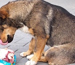 Кабысдох: власти призывают не кормить уличных собак