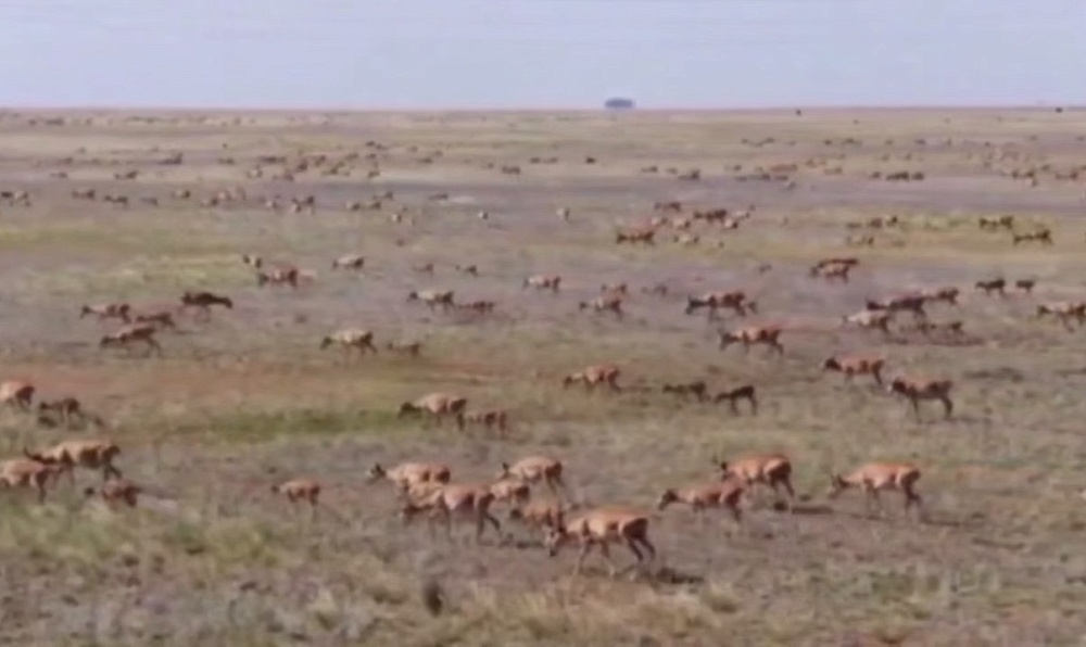 Власти Саратовской области предложили исключить сайгаков из Красной книги