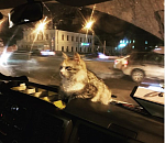В Астрахани кошка работала кондуктором в маршрутке