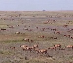 Власти Саратовской области предложили исключить сайгаков из Красной книги