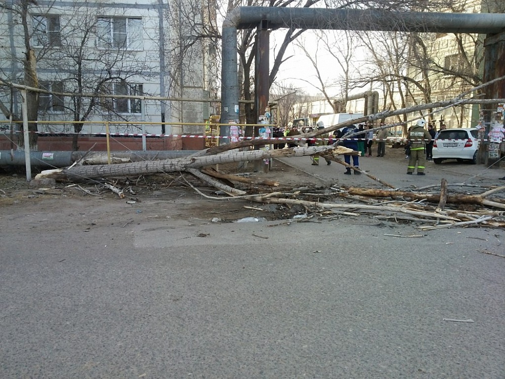 В Астрахани упало дерево: пострадали три человека