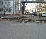 В Астрахани упало дерево: пострадали три человека
