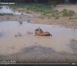 В Астрахани чуть не разорвали корову, пытаясь вытащить ее из болота
