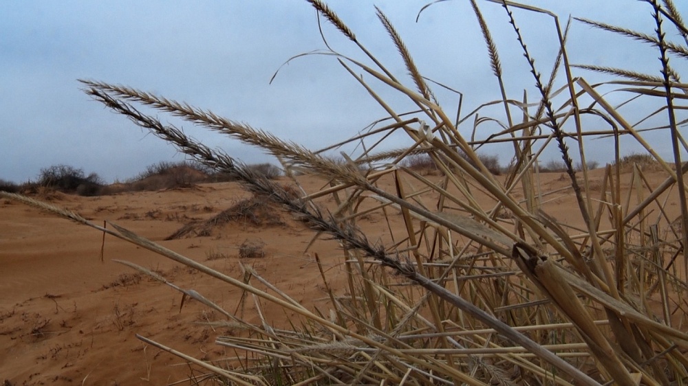 Пустыня расползается по Астраханской области, захватывая новые земли
