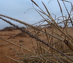 Пустыня расползается по Астраханской области, захватывая новые земли