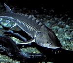 Астраханские браконьеры за 500 осетров заплатят два миллиона