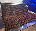 Новый для региона гибрид кур-несушек поселится на астраханской птицефабрике