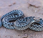 Записки астраханского натуралиста. Степная гадюка