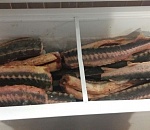 В Астрахани у перекупщика нашли 100 килограммов браконьерского осетра