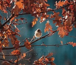 Метеоролог рассказал, когда в Астраханскую область придут морозы