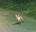 Фото дня. По улице лиса ходила, как будто напоказ…