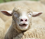 В Астрахани определены места для жертвоприношения на Курбан-Байрам