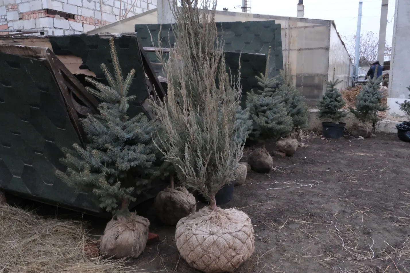 На улицах Астрахани появятся тополи из Подмосковья и ели