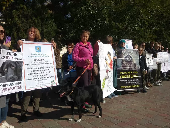 Заступники собак: чего добиваются астраханские зоозащитники