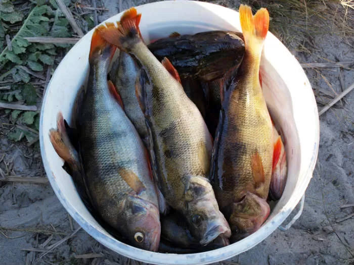 Астраханская рыба заражена эустронгилидозом