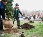 Около 34 тысяч деревьев высадили астраханцы во время месячника по благоустройству