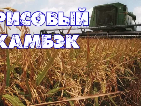 Астраханская область одобрила миллиардный инвестпроект по превращению региона в рисового лидера России