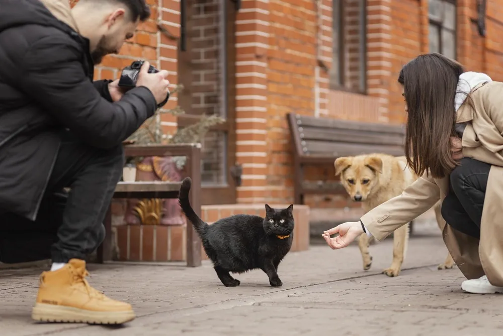 В Астраханской области планируют ввести наказание за кормление уличных собак