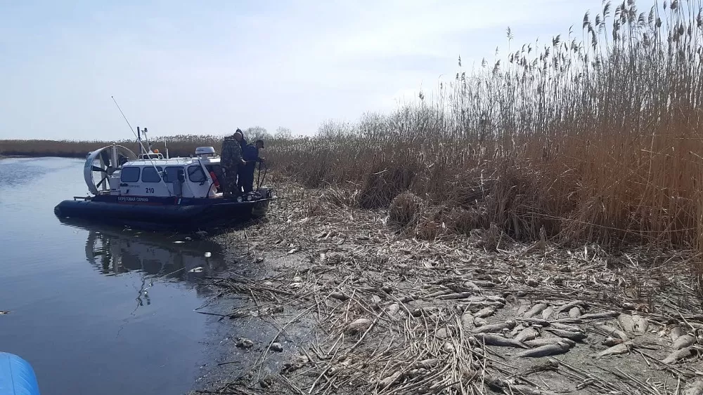 В Астраханской области выясняют причину массовой гибели сазанов 