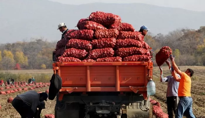 Астраханская область продолжает оставаться российским лидером по выращиванию овощей в открытом грунте