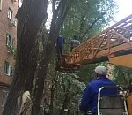 На ул. Николая Ветошникова проведена санитарная обрезка деревьев