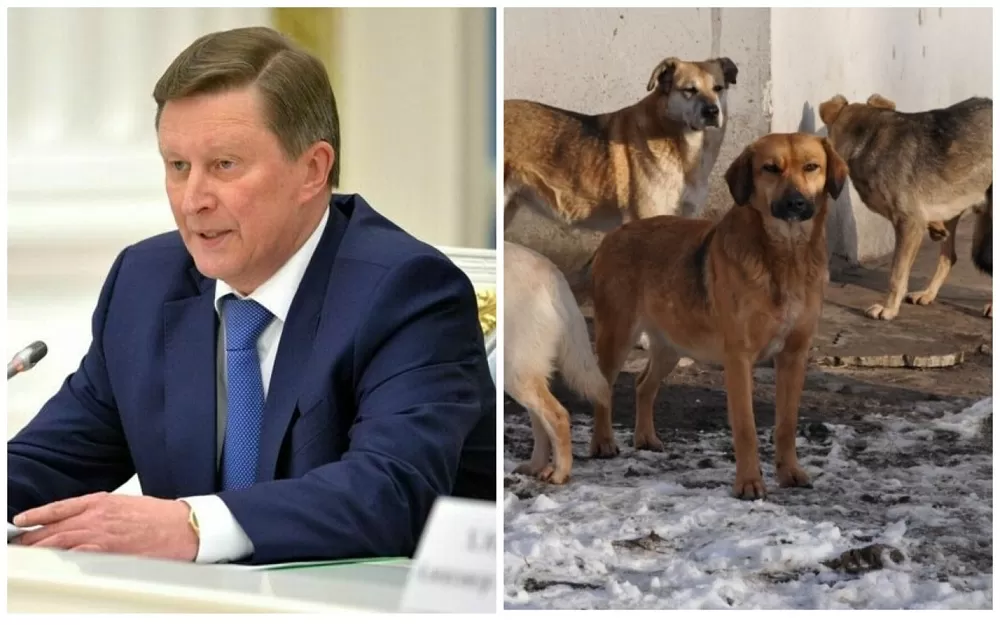 Спецпредставитель президента России предложил гуманно умерщвлять собак, которых не взяли в приюте