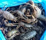Под Астраханью в салоне остановленной иномарки обнаружили 156 кг рыбы и раков. Водитель заявил, что всё это он нашел