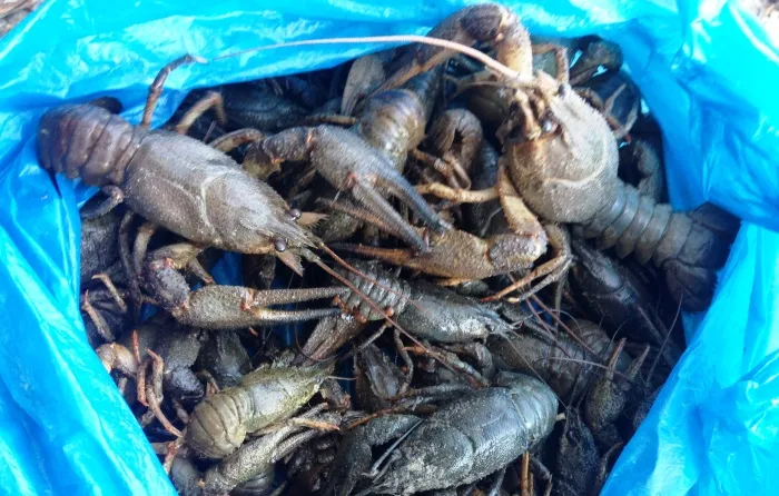 Под Астраханью в салоне остановленной иномарки обнаружили 156 кг рыбы и раков. Водитель заявил, что всё это он нашел