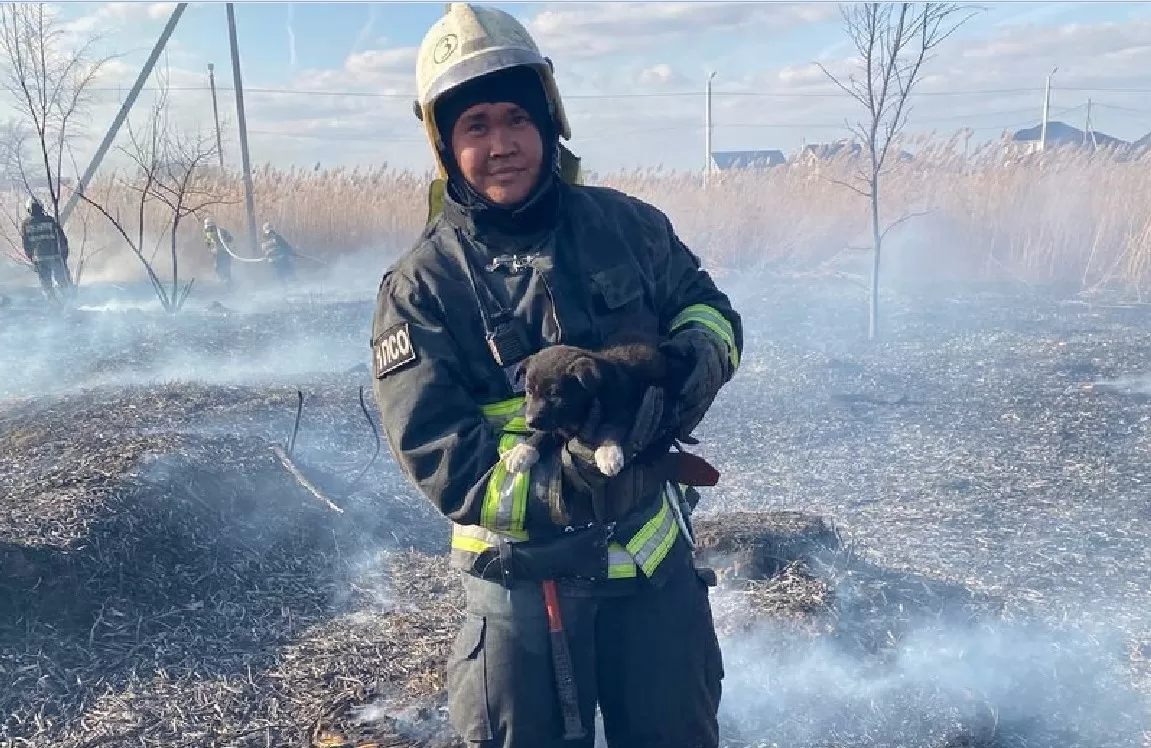 В Астрахани пожарные спасли щенка, у которого начала уже обугливаться шерсть, и назвали его Угольком 