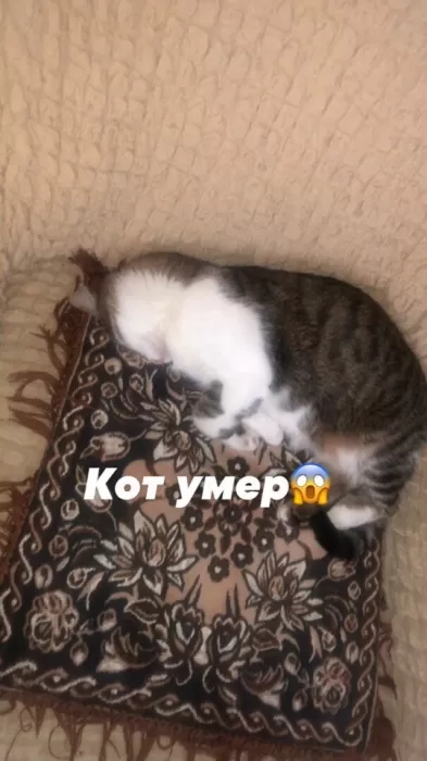 Соцсети: ради лайков школьник из Астрахани поджёг кота