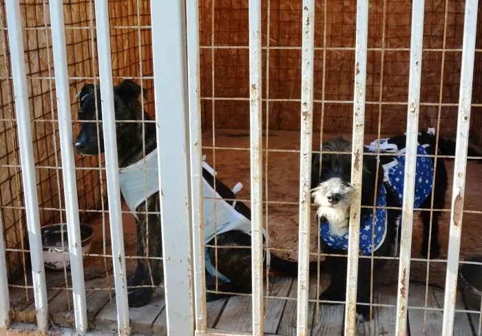 В Астрахани за месяц определили 255 собак во вновь заработавший муниципальный приют
