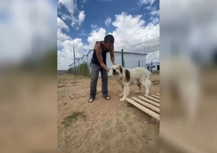 Астраханский муниципальный приют выпустил очень добрый ролик про бездомных собак