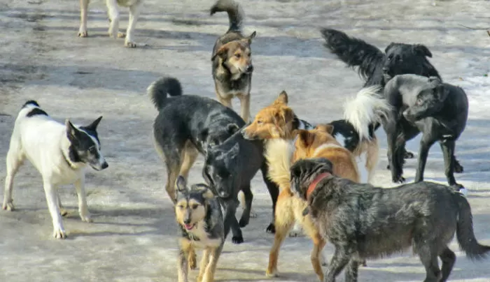 В первую неделю нового года собаки покусали больше сотни астраханцев