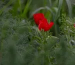 Редкий и красивый аленький цветок обнаружили в Астраханской области