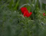 Редкий и красивый аленький цветок обнаружили в Астраханской области