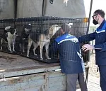 Биркованных собак в Астрахани отлавливать нельзя, но можно