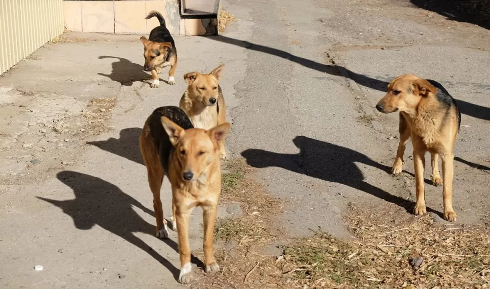 Со стерилизацией бродячих собак в Астрахани начали мошенничать