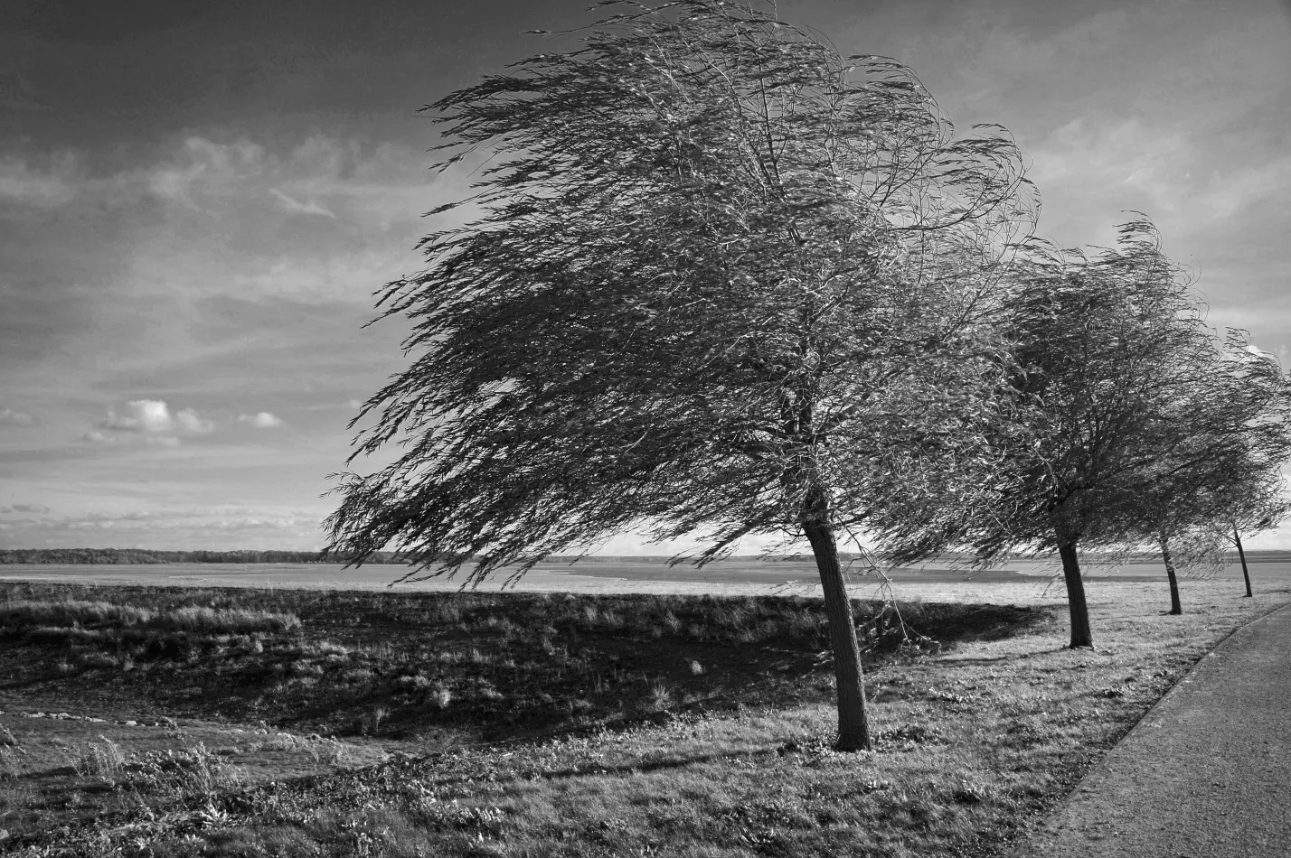 Wind trees. Одинокое дерево на ветру. Природа деревья. Пейзаж с ветром. Дерево на ветру.