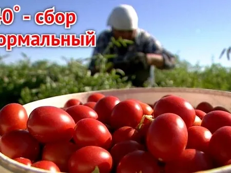 Эта жара – наша! Астраханские аграрии продолжают вносить весомый вклад в сбор овощей и картофеля России