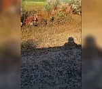 Появилось видео, как по астраханским полям движется армия саранчи