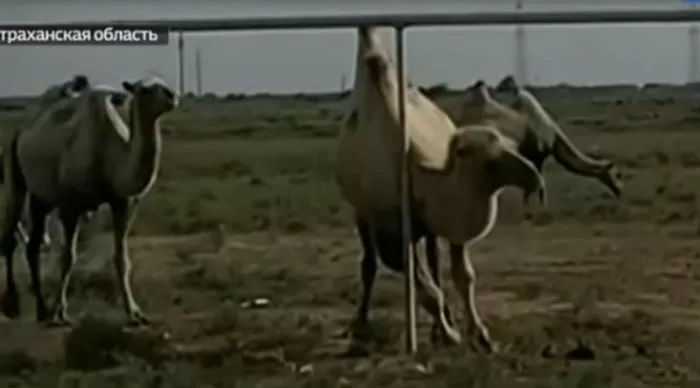  «Я сказал: Горбатый!»: одичавшие верблюды из Астраханской области стали звездами телеэкрана