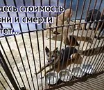 Дорогое бродяжничество: на 2025 год в Астраханской области резко вырастит стоимость обращения с бездомными собаками