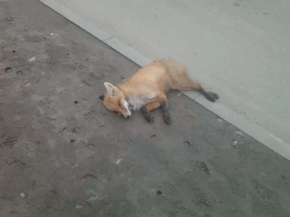 В Астрахани на улице нашли мертвую лису