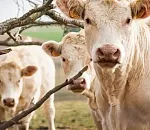 В Астраханской области из-за опасного заболевания коров введен режим ЧС