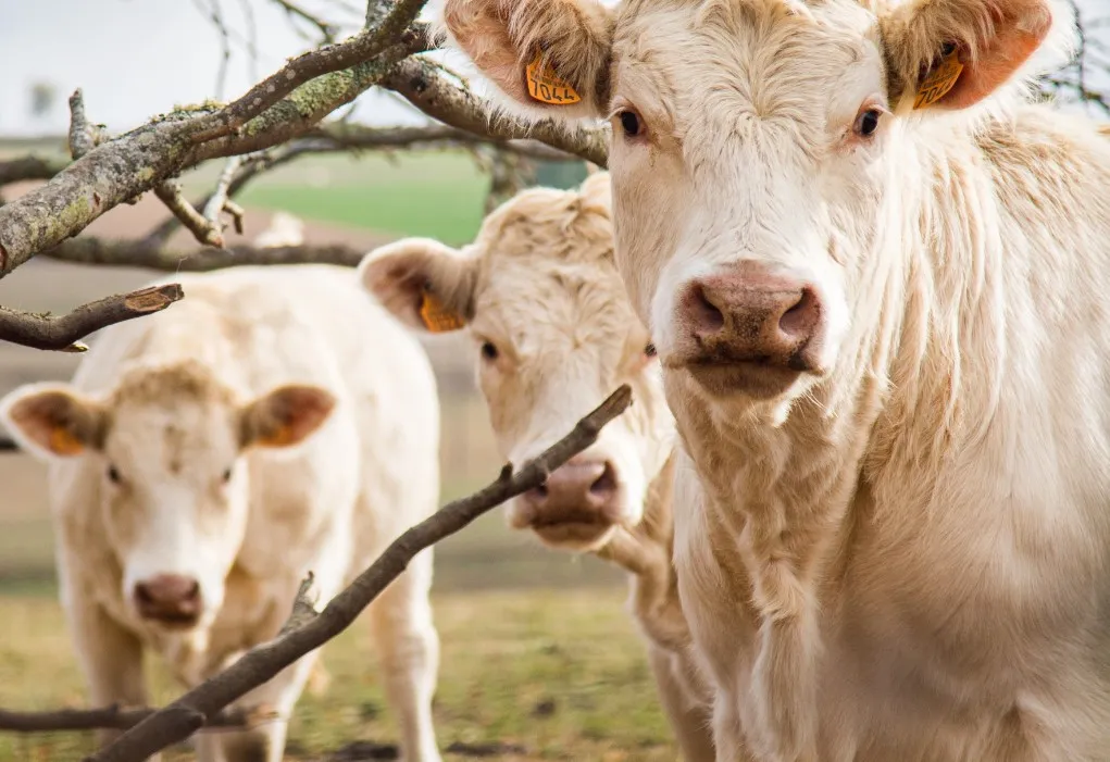 В Астраханской области из-за опасного заболевания коров введен режим ЧС