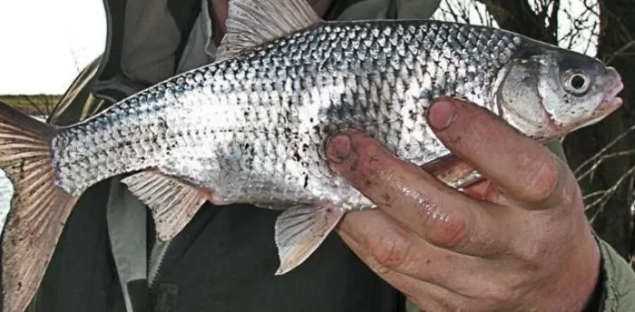 Довоблились: с этого года рыбалка в Астраханской области на воблу может пойти с серьезными ограничениями