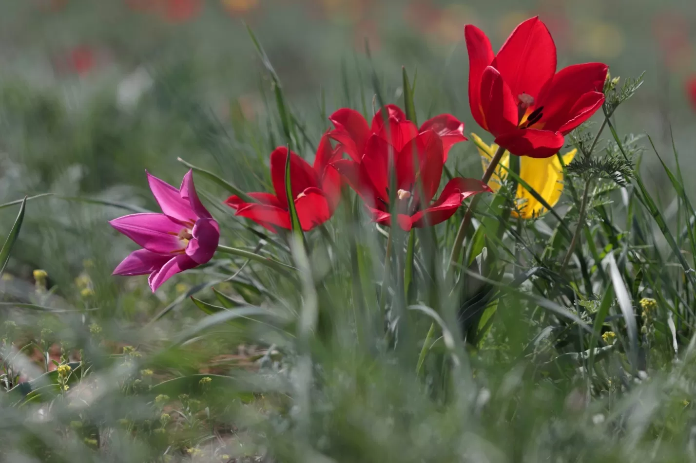 Фестиваль «Степной тюльпан Богдо» в Астраханской области пройдет без тюльпанов