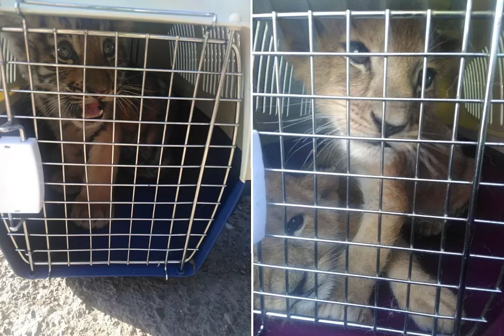 Двух тигрят и львят обнаружили астраханские таможенники в автомобиле на границе